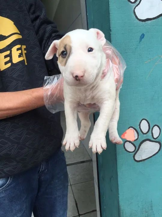 Bull Terrier Standard Sorrisos peludos para iluminar o dia!