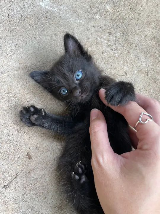 4 gatinhos fofinhos para adoção - Foto 4