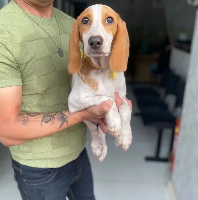 Beagle mini - Machinho bicolor a pronta entrega - Fotos reais do filhote - Contate