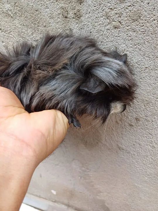 Porquinho da Índia preto e branco