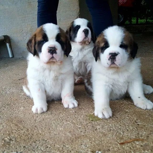 São Bernardo Filhotes Macho e Fêmea !!! - Cachorros e acessórios - Vila  Cruzeiro, São Paulo 1283826617