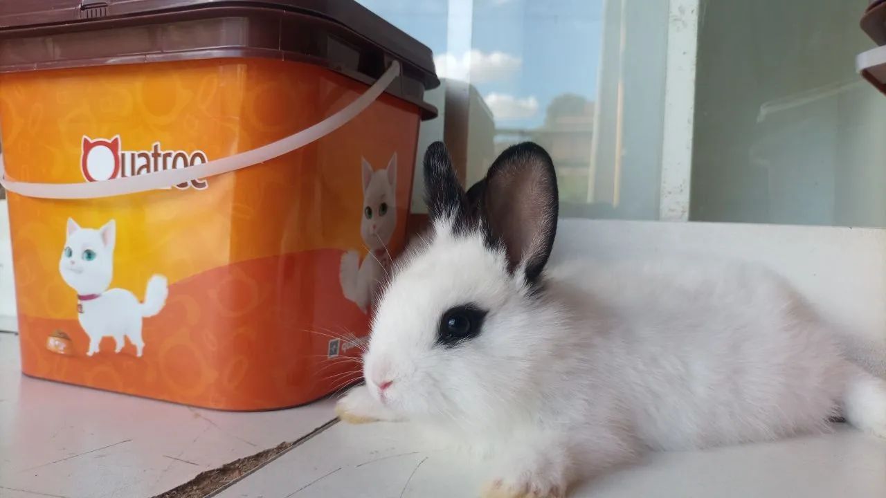 Vendo filhotes de coelhos mini Lion  - Foto 2