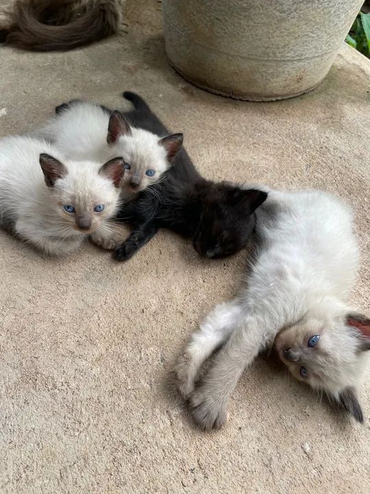 4 gatinhos fofinhos para adoção - Foto 6