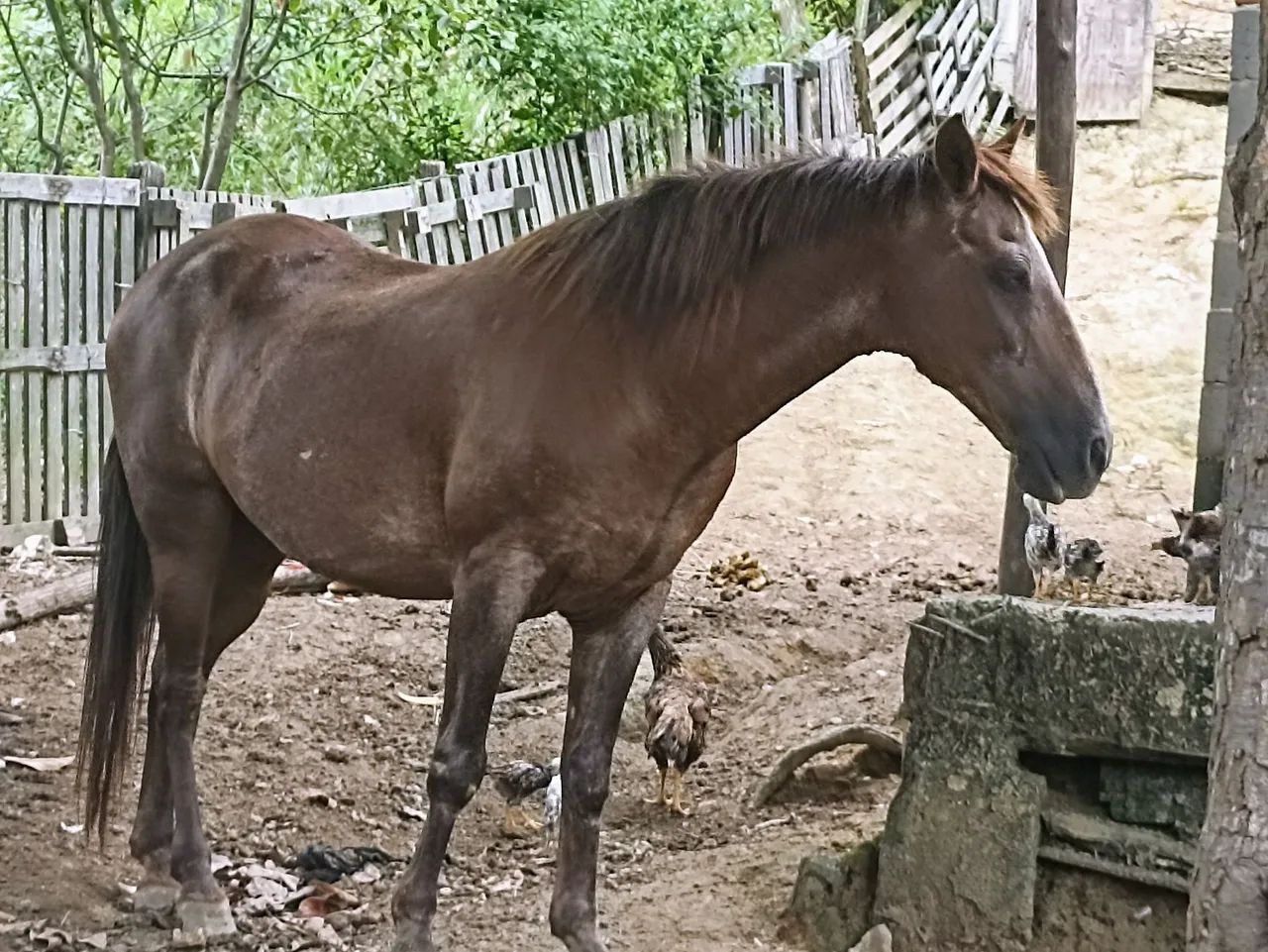 Cavalo Mangalarga Marcha picada para venda
