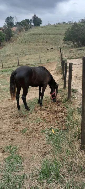 Cavalo Mangalarga Marchador - Foto 2