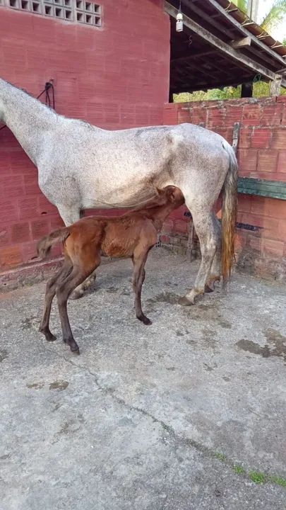 Vende-se Égua e potra mangalarga machador  - Foto 2
