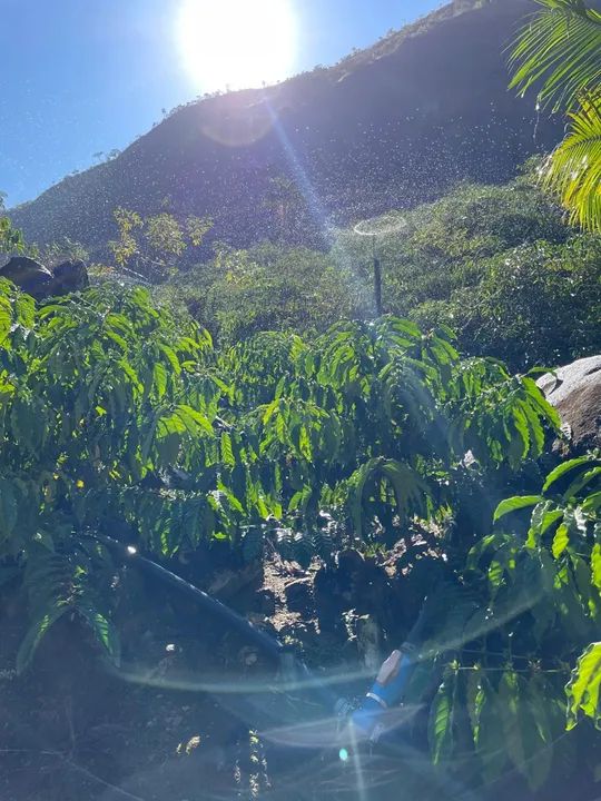 Vendo sítio com 13.000 pés de café  - Foto 4