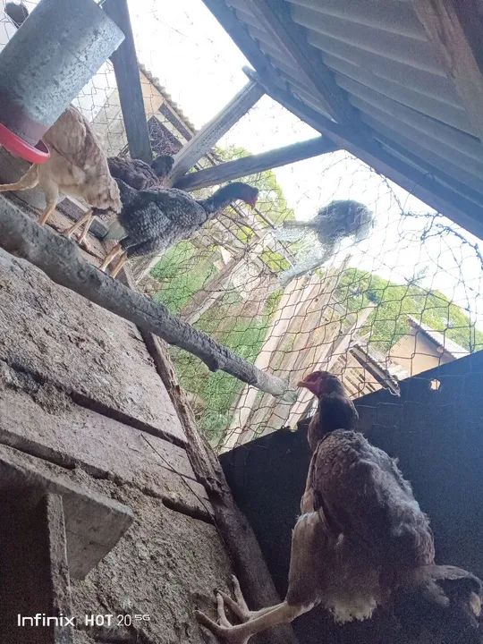 Galinhars índias gigantes - Foto 3