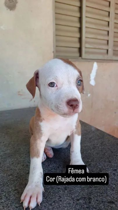 Vendo filhotes de Pitbull puro  - Foto 2