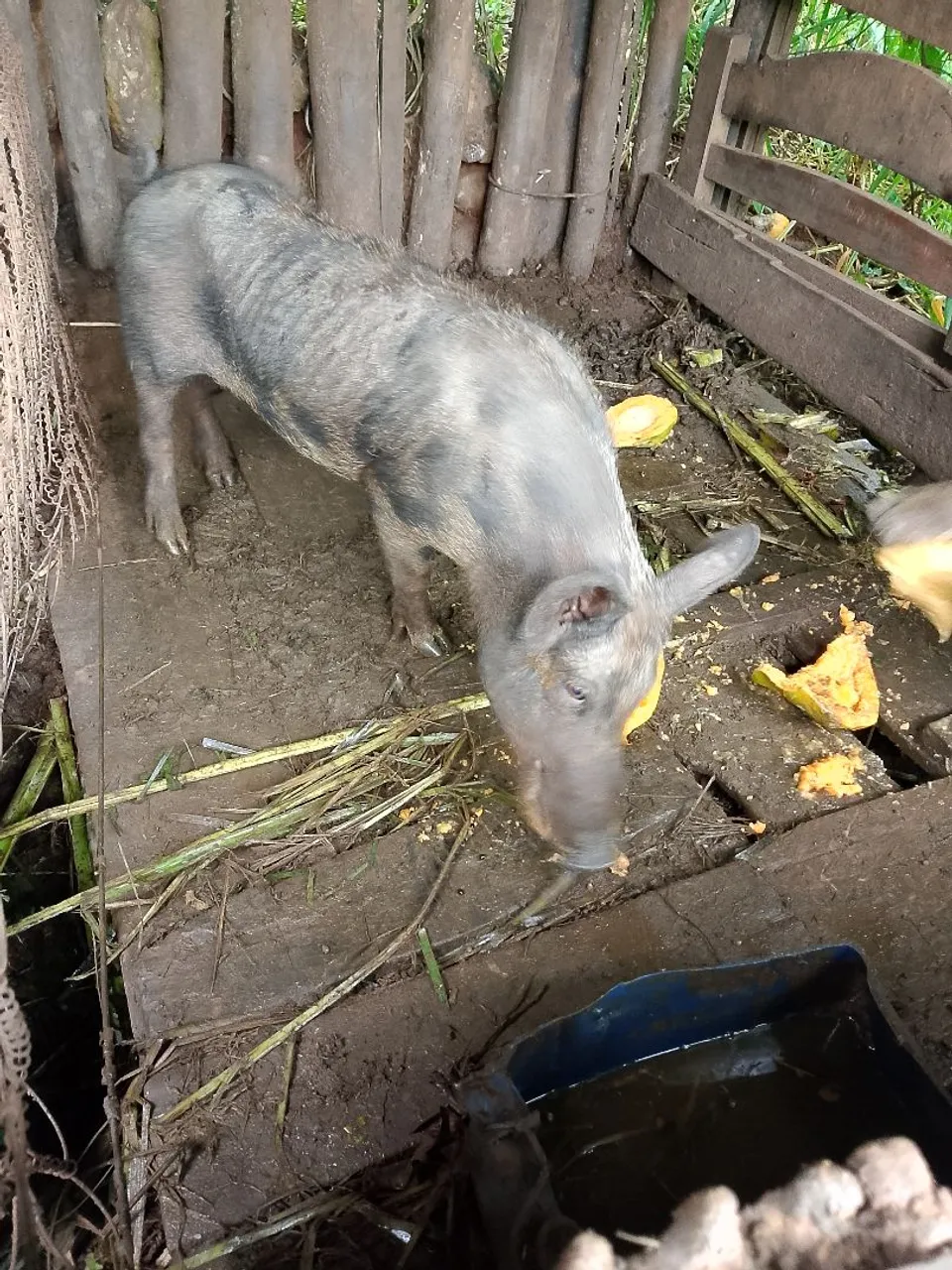 Porco para venda