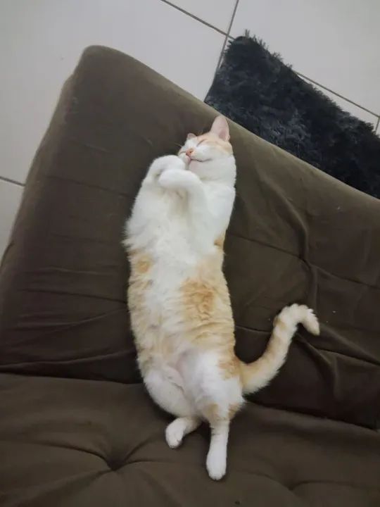 Gato Adorável para Adoção - Foto 2