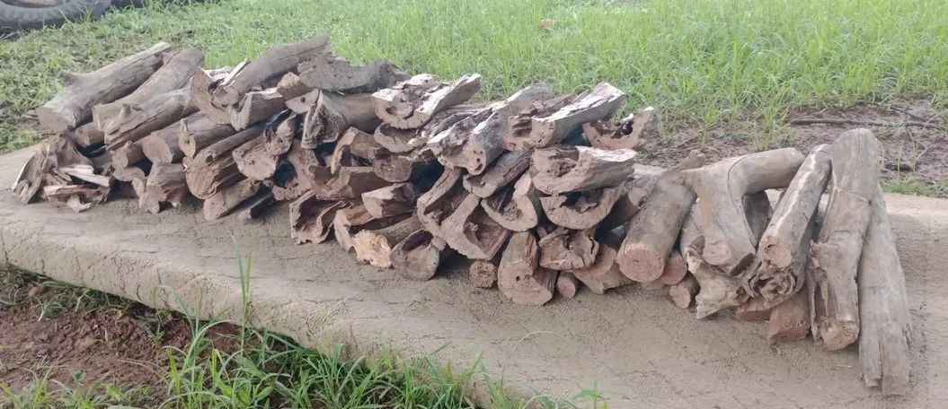 Lenha Frutífera Laranjeira Goiabeira para defumação Pit smoker laranja goiaba parrilha  - Foto 2
