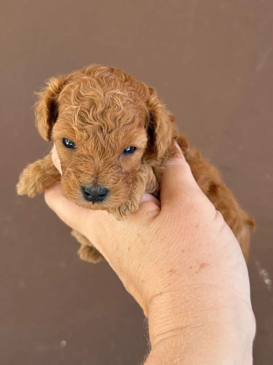 Poodle Mini Toy red Macho e fêmea para reserva não perca tempo  - Foto 3