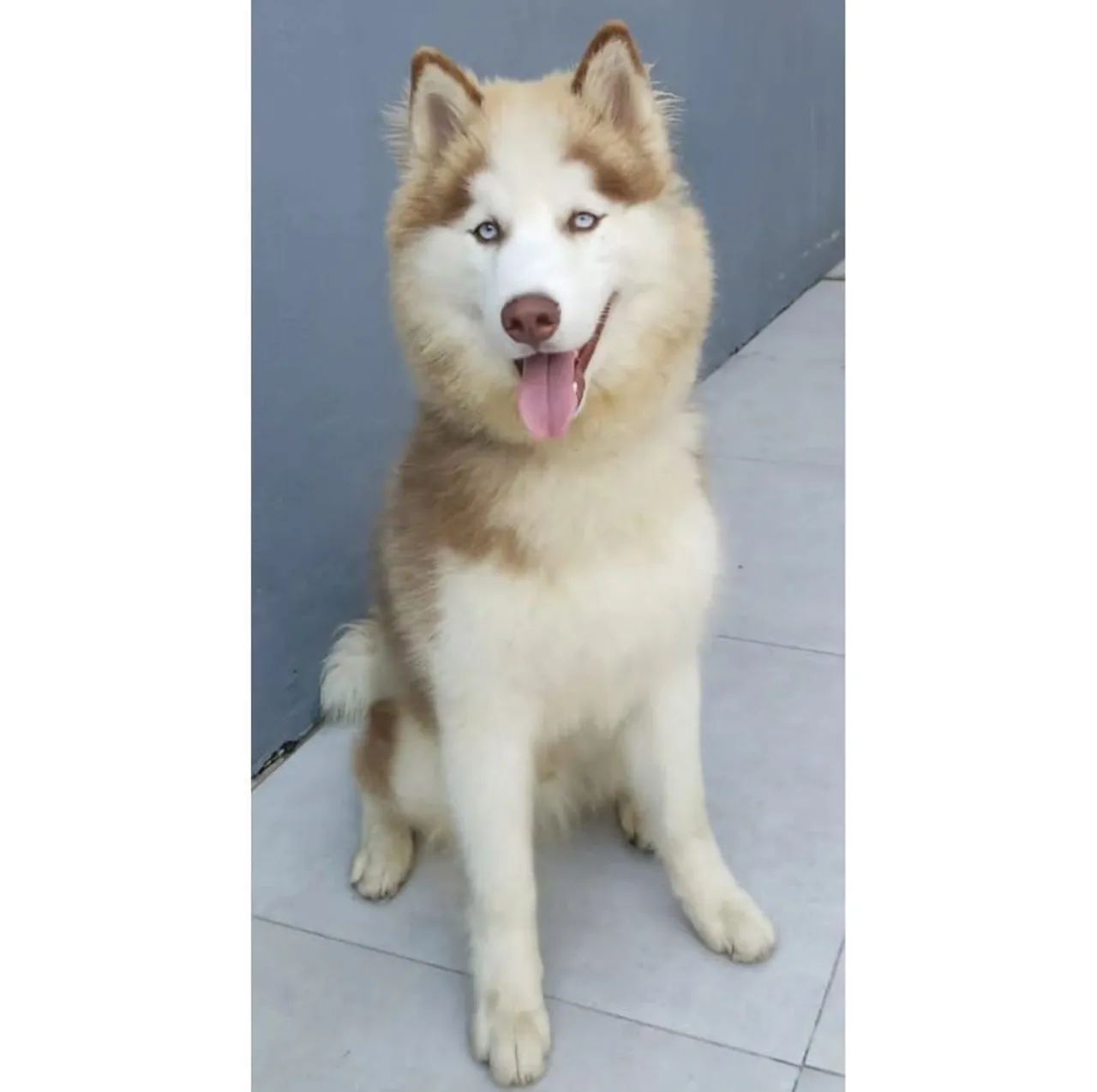 Husky siberiano macho 