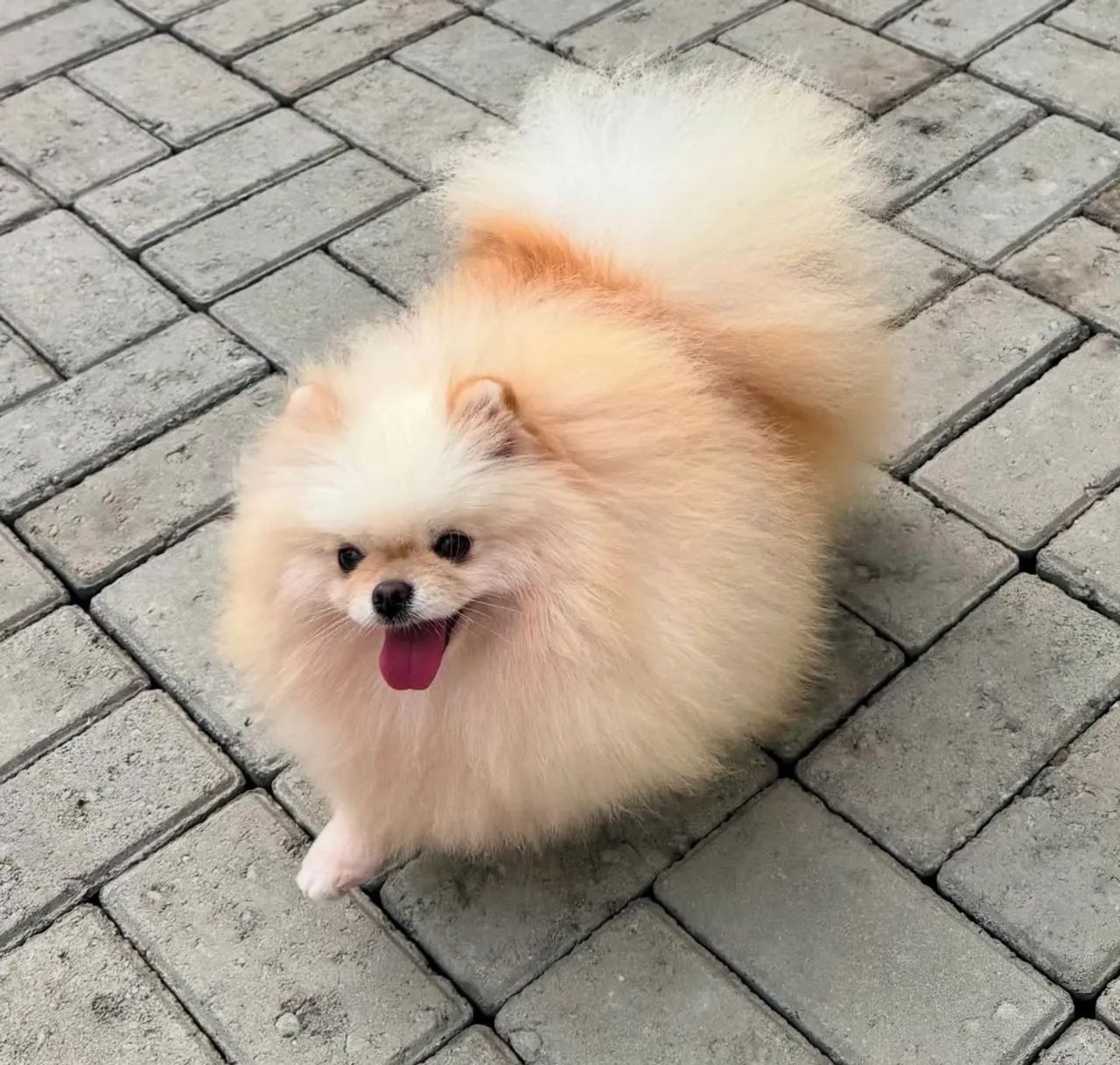 Lindo filhote de Spitz Alemão Añão