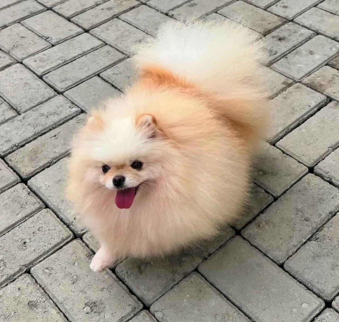 Lindo filhote de Spitz Alemão Añão