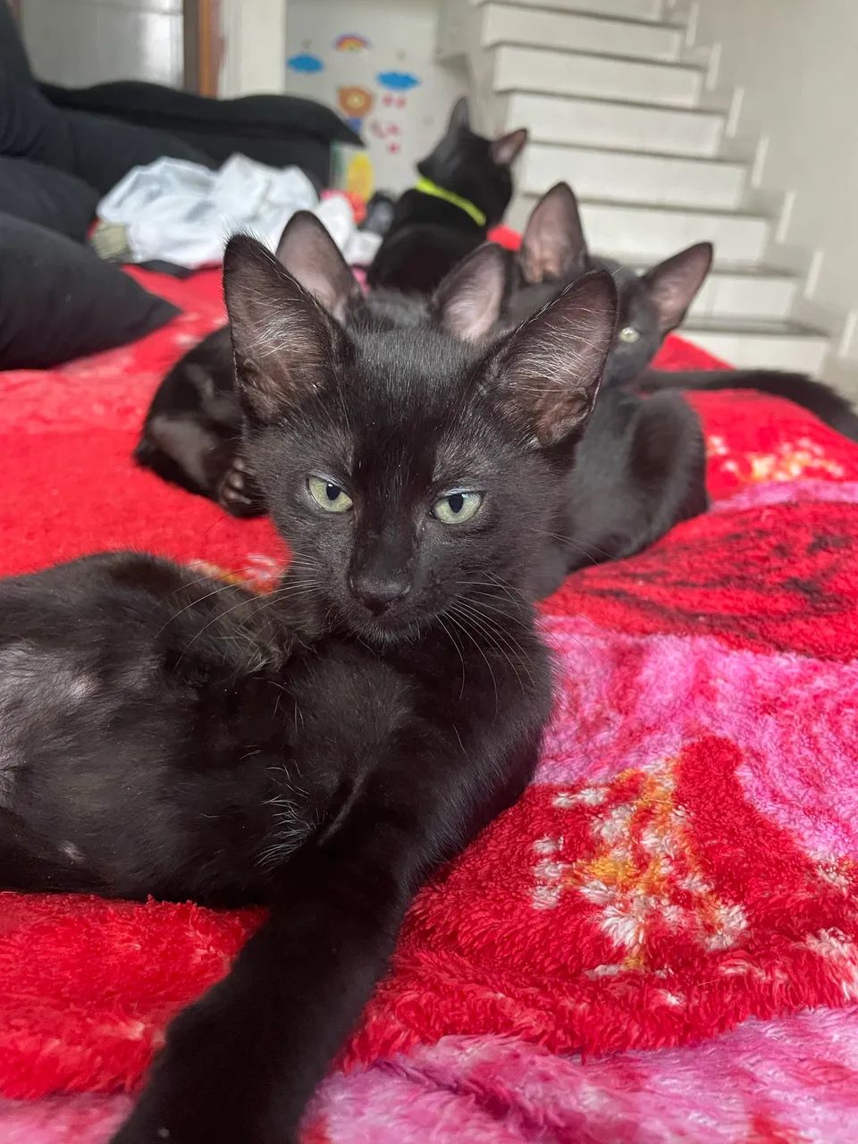 Doação de gatinhos  - Foto 5