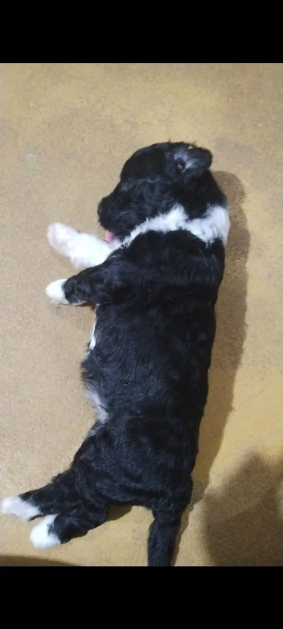 Filhote de cão, lindo e charmoso!