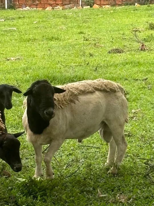 Ovelha Dorper - Foto 3