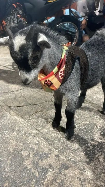 Cabrito Anão Macho- Adorável e Carinhoso