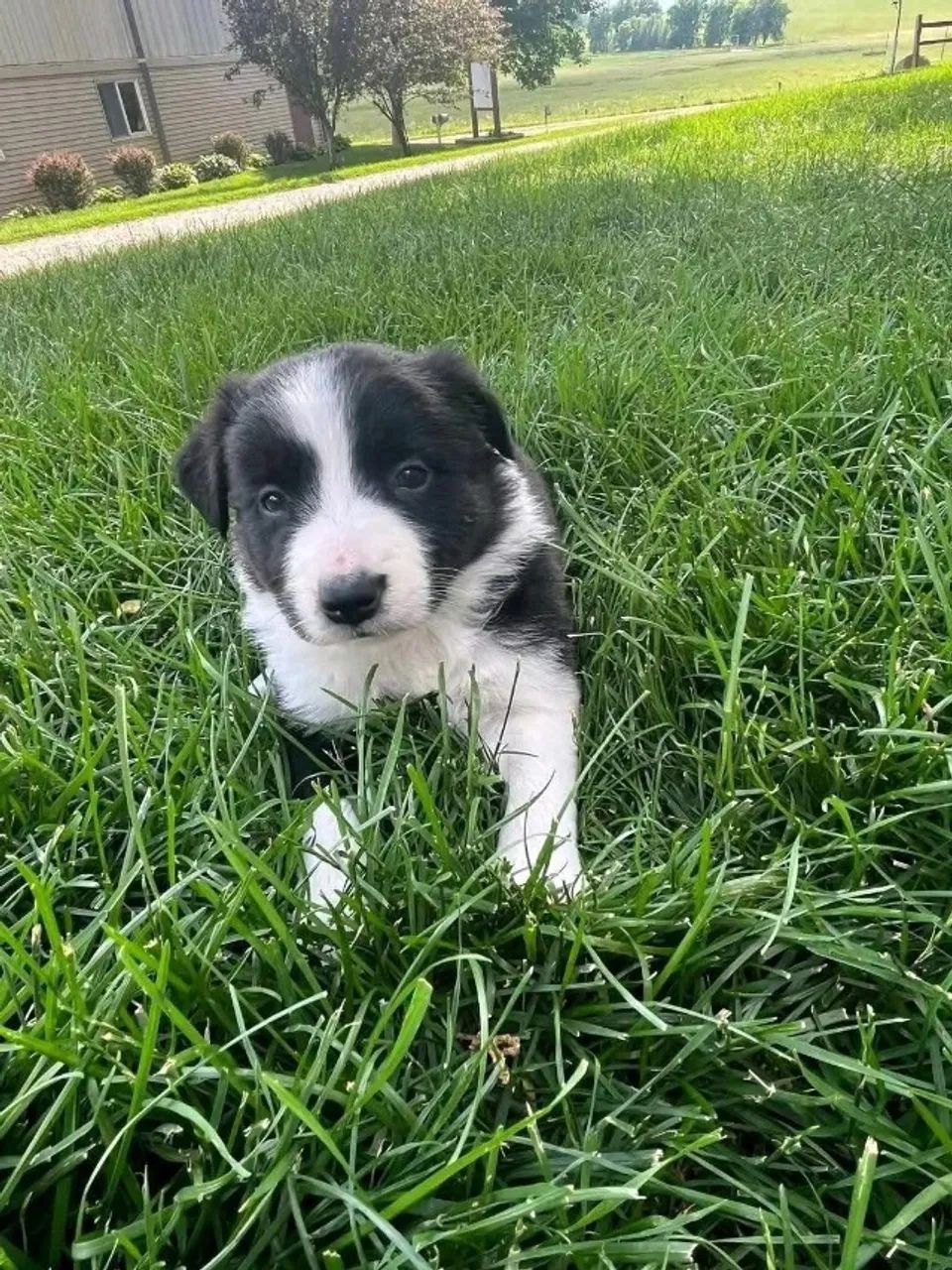 Filhotes de Border Collie | Lindos e muito inteligentes!