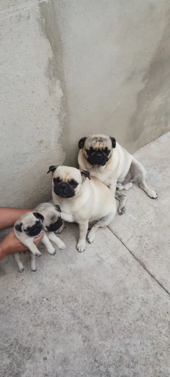Pug filhote fêmea 1800