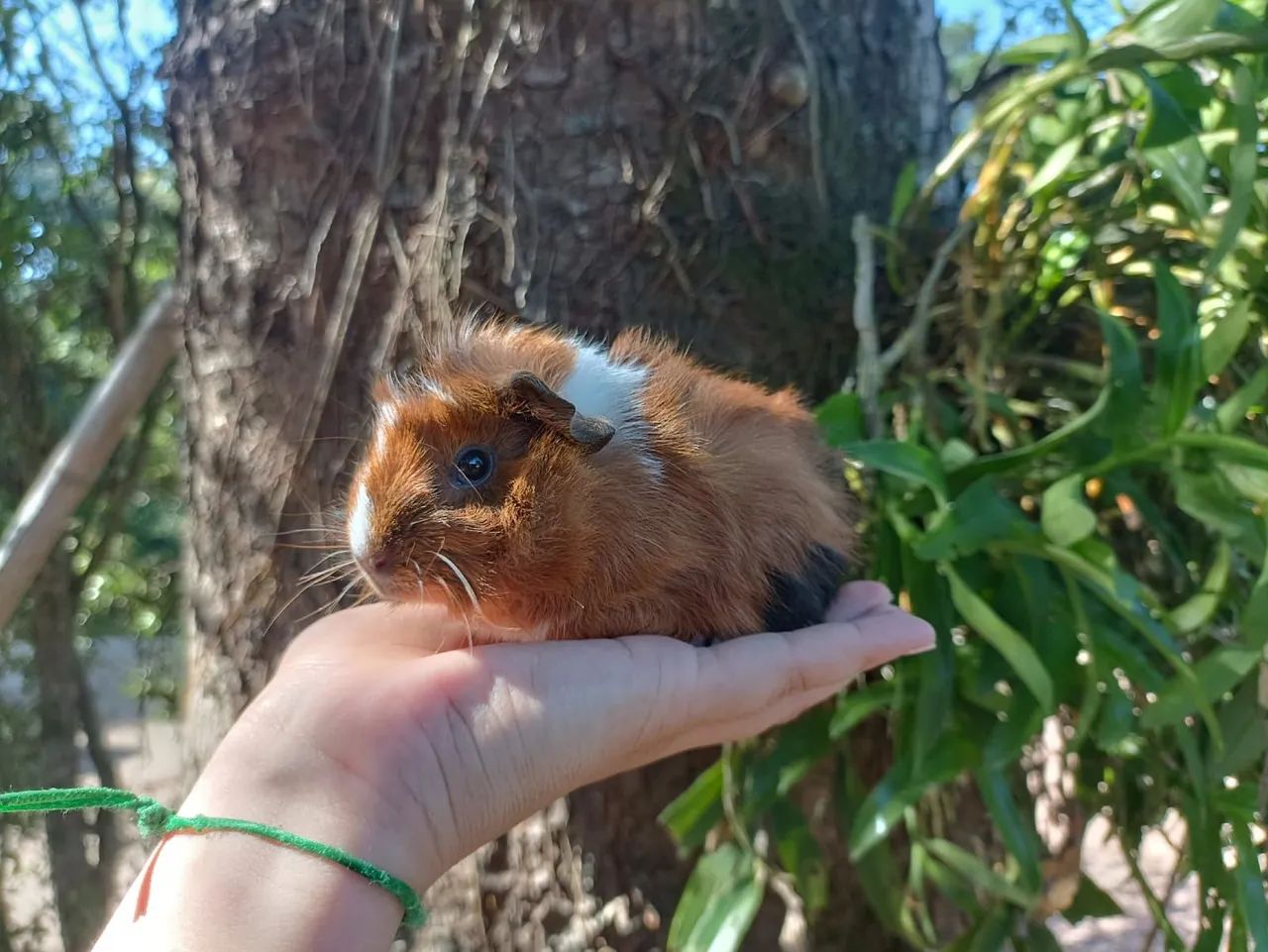 Porquinhos da índia  - Foto 2