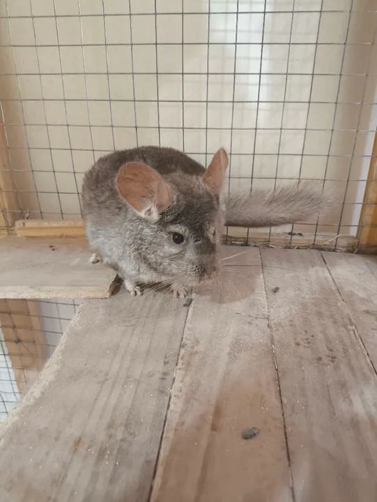 Chinchila Fêmea bege - Foto 5