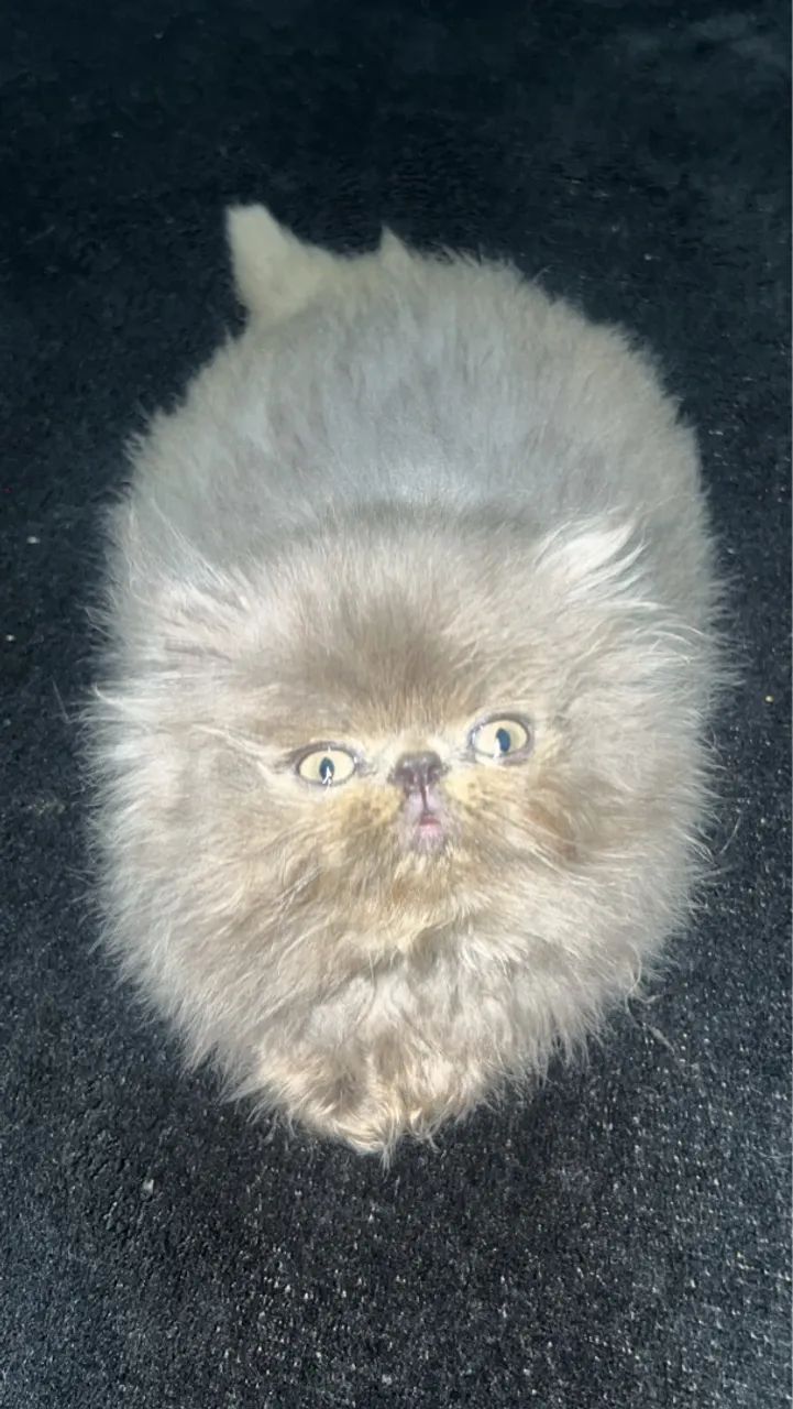 Gato Persa 