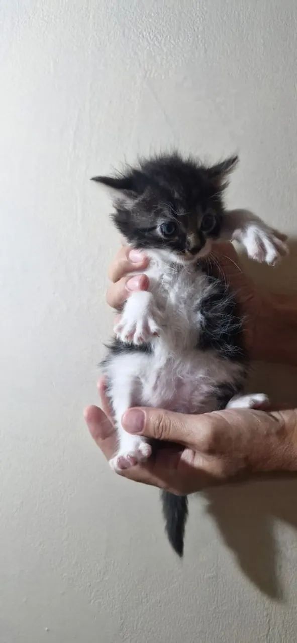 Gatinhos lindos adoção responsável  - Foto 2