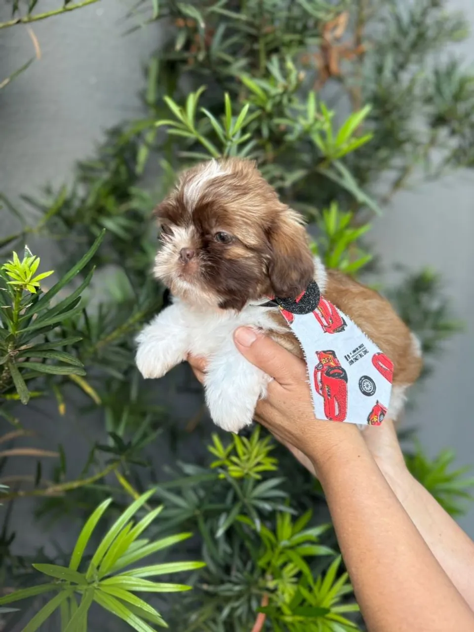 Mini shihtzu macho chocolate com branco 