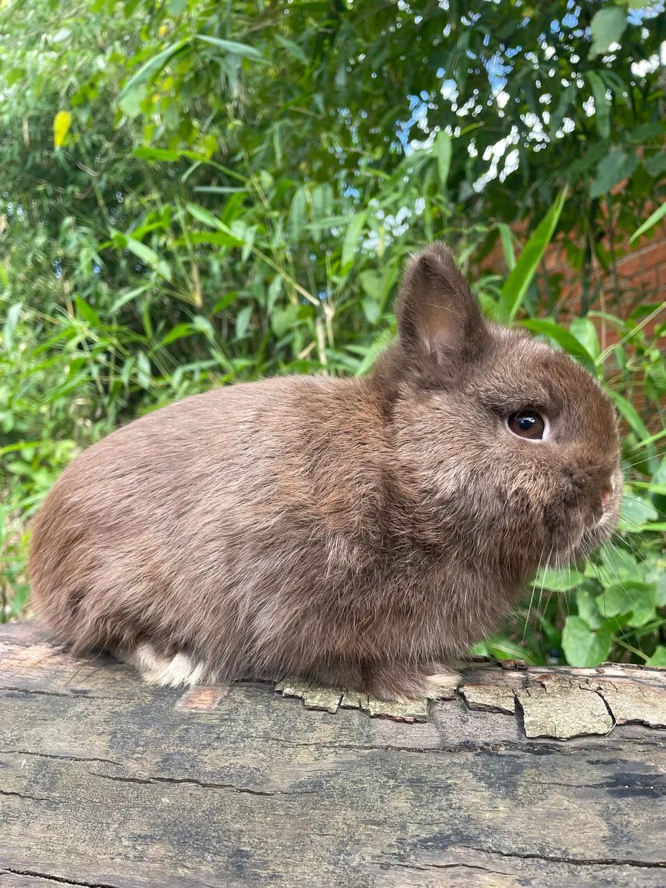 Netherland Dwarf adulto  - Foto 3