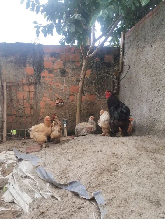 Lote de brahmas  - Foto 2