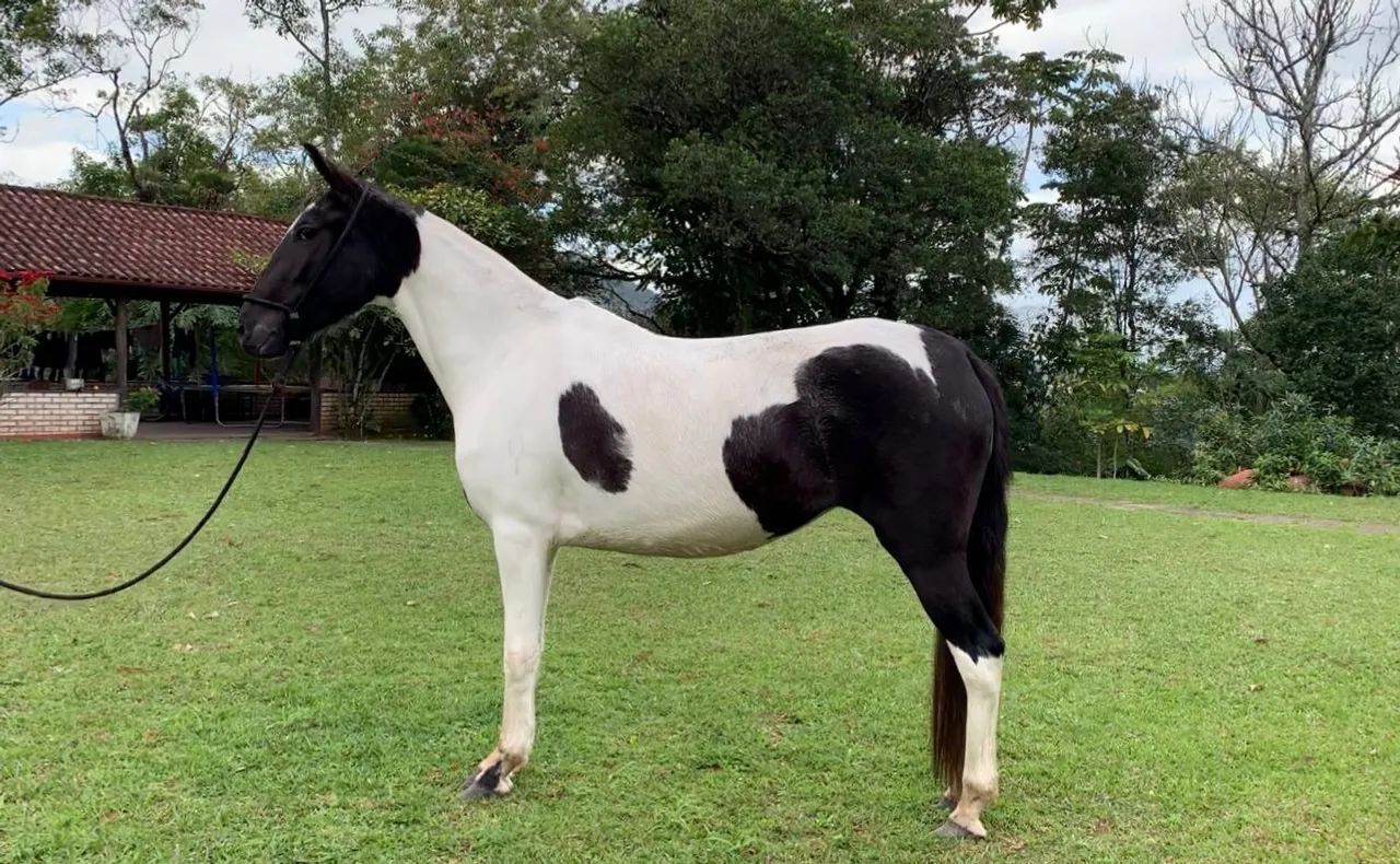 Égua mangalarga marchador  - Foto 4