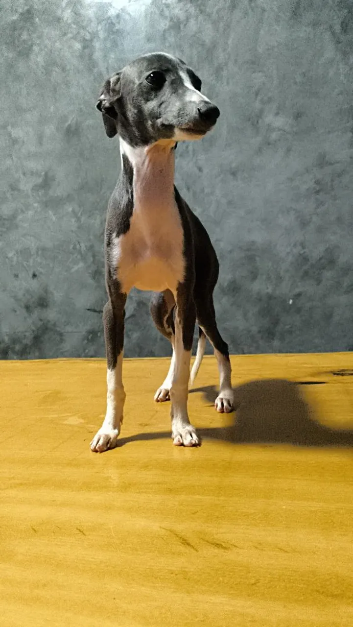 Filhote de Galgo Italiano/Pequeno Lebrel Italiano/Italian Greyhound