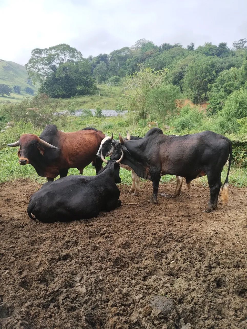Vacas  - Foto 4