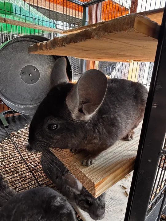 Chinchila preta dócil 