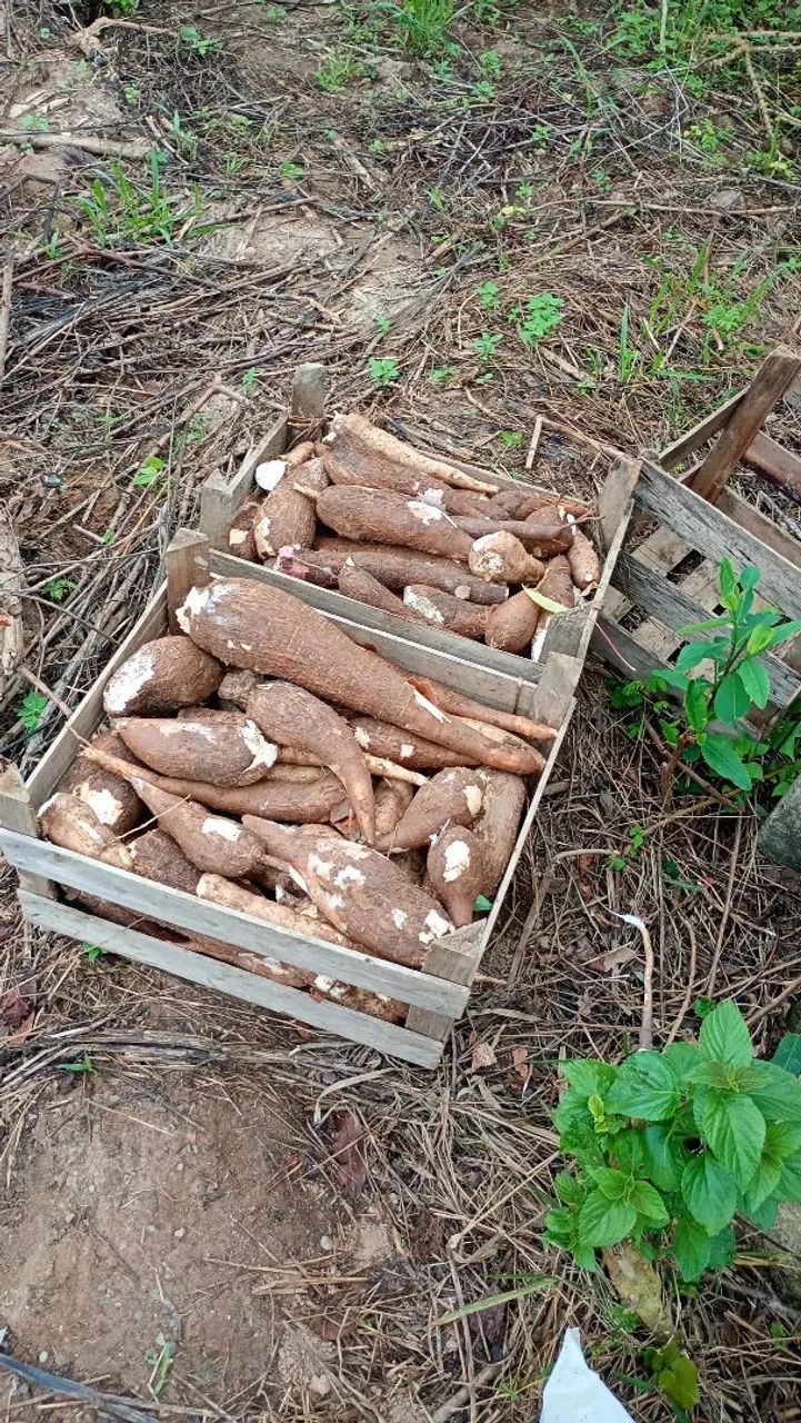 Vende se mandiocas fresca - Foto 6