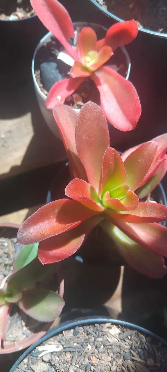 Suculentas  - Foto 2