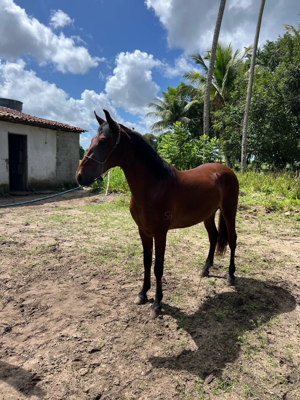 Cavalo mangalarga