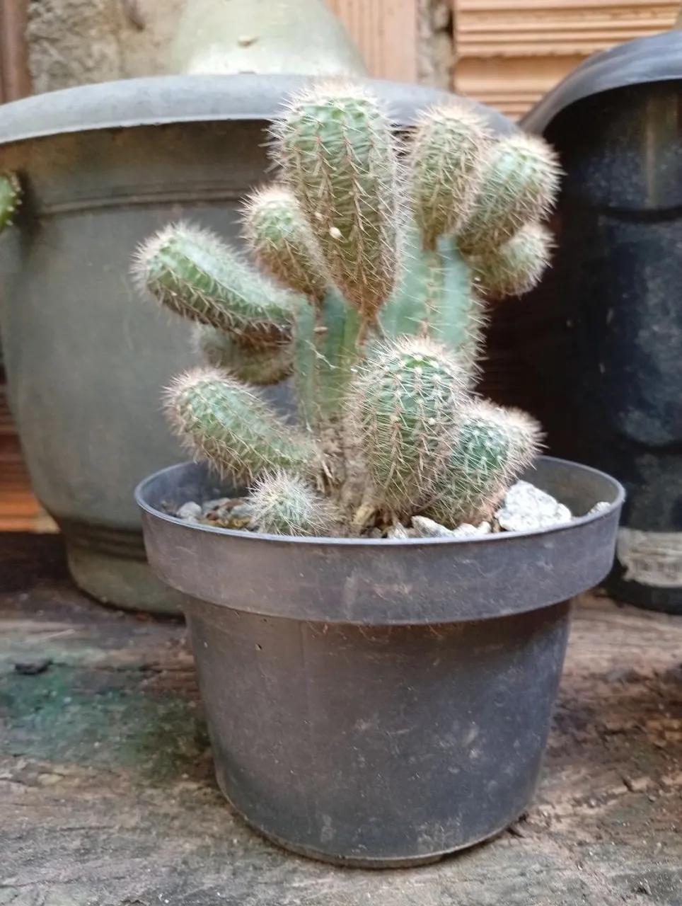 Cacto com mudas em vaso