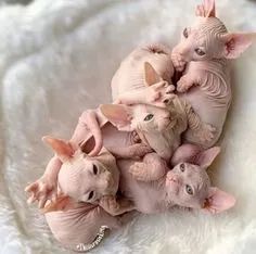 Gatos Sphynx disponível !!