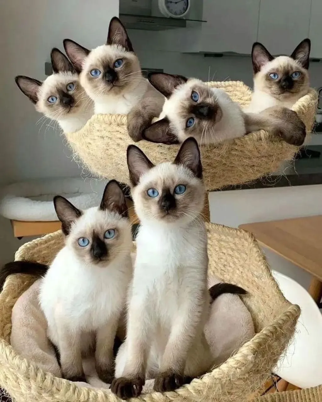 Gato siamês filhote puros