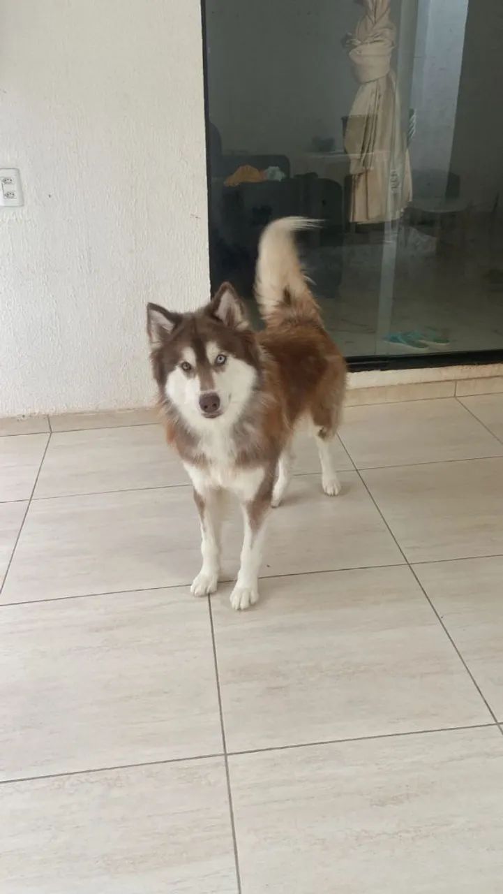 Husky Siberiano 