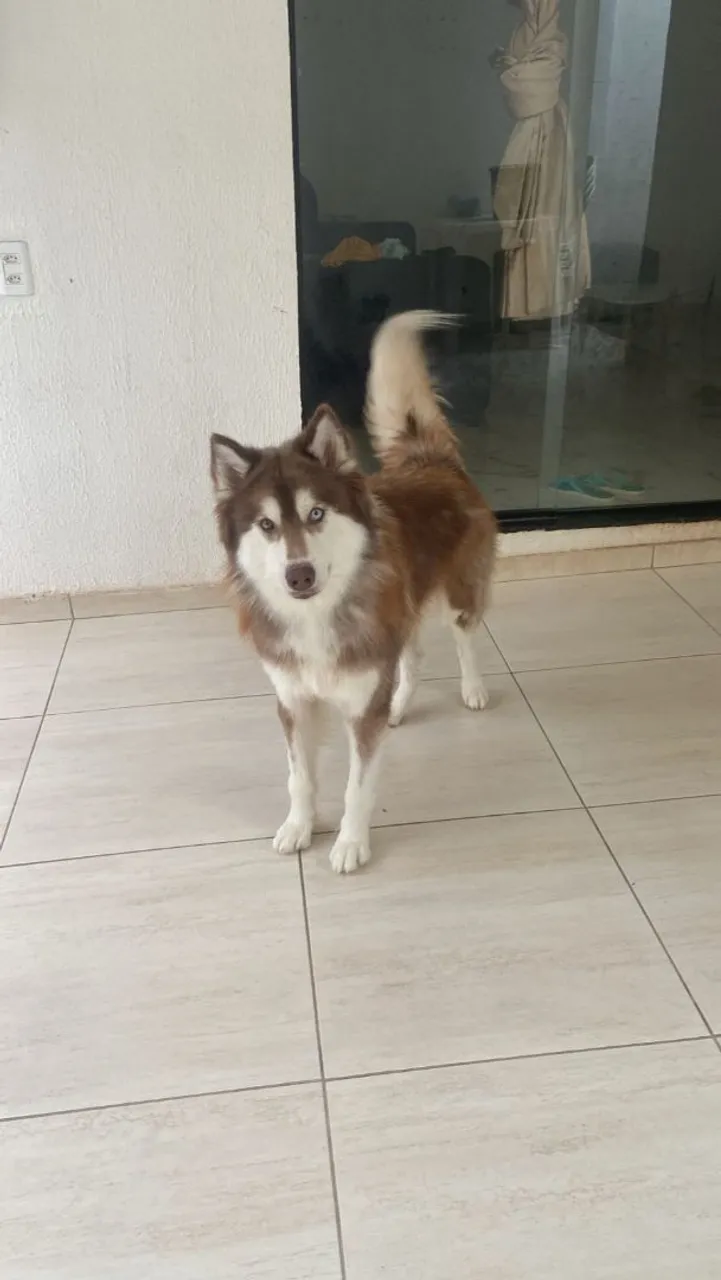 Husky Siberiano 