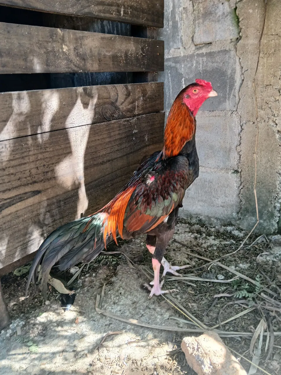 Frango indio
