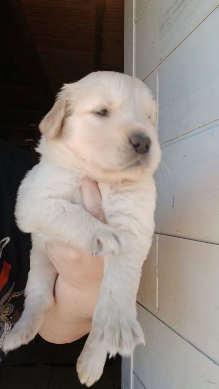 Filhotes de Golden Retriever  - Foto 3
