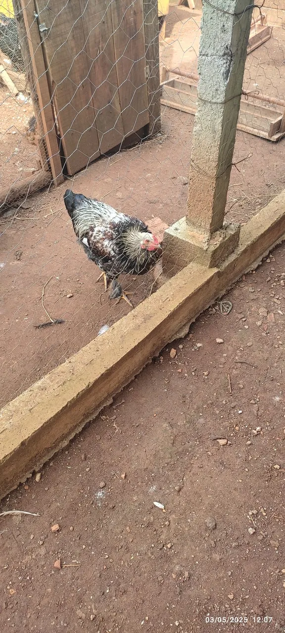Galo Brahma
