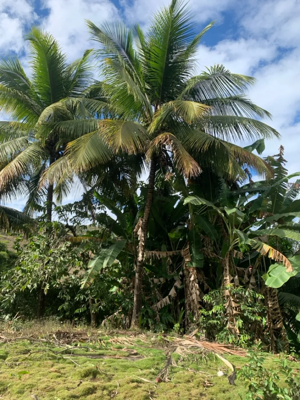 chácara - 3 hectares em Cachoeirinha de Itaúnas (ES)