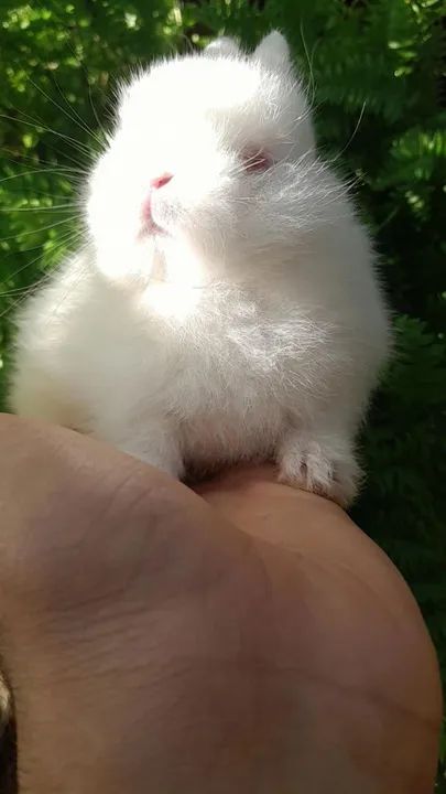 Anão netherland  - Foto 2